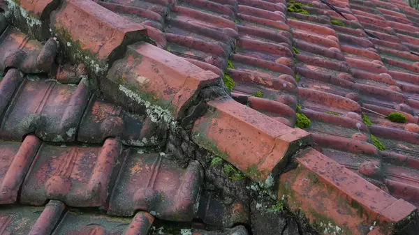 Çatıda bir yosun var.