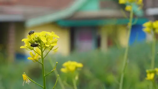 Parkta sarı çiçekler, tepede sinek...