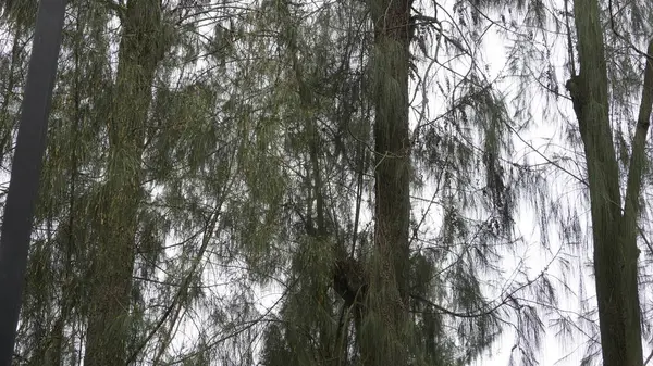 Parktaki ağaçların yeşil rengine bak.