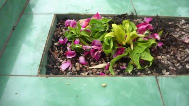 Mezarlıkta bir gül çiçeği var.