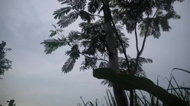 Parktaki ağaçlar harika ve taze görünüyor.