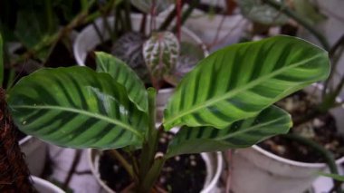 Parktaki ağaçlara, yapraklarındaki çeşitli renklere bak.