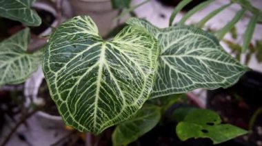 Parktaki ağaçlara, yapraklarındaki çeşitli renklere bak.