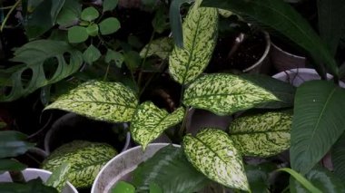 Parktaki ağaçlara, yapraklarındaki çeşitli renklere bak.