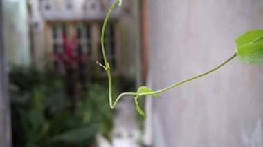 Parktaki ağaçlara, yapraklarındaki çeşitli renklere bak.