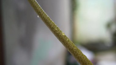 Parktaki ağaçlara, yapraklarındaki çeşitli renklere bak.