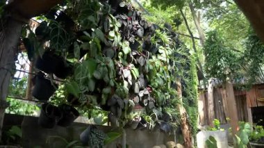 Parktaki ağaçlar çok güzel görünüyor.