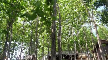 Parkta güzel ve taze görünüyor.