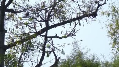 Parktaki ağaçlar çok güzel görünüyor.