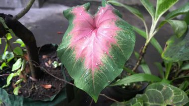 Parktaki ağaçlar için çok güzel görünüyorsun.