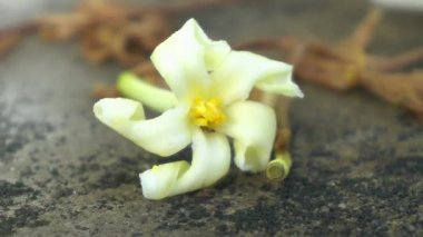 Yerdeki sarı çiçekler çok güzel görünüyor.