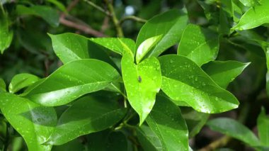 Parktaki ağaçlar için çok güzel görünüyorsun.