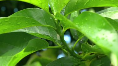 Parktaki ağaçlar için çok güzel görünüyorsun.