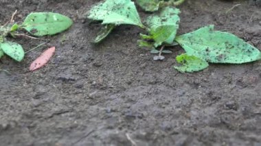 Parkta güzel bir böcek var.