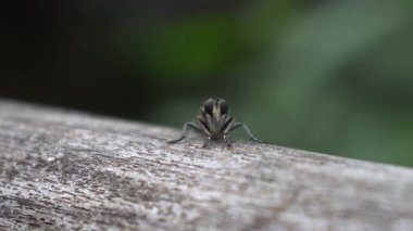 Parkta siyah gözlü güzel bir böcek var.