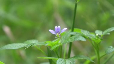 Yerdeki orkide çiçekleri çok güzel görünüyor.