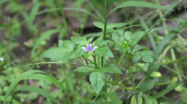 Yerdeki orkide çiçekleri çok güzel görünüyor.