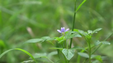 Parkın çiçekleri harika görünüyor.