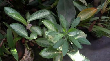 Parktaki ağaç harika görünüyor.