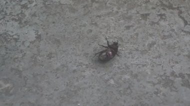 Parkta güzel bir böcek var.