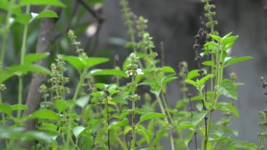 Parktaki ağaç harika görünüyor.