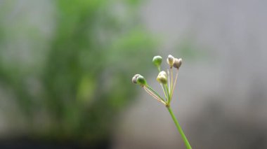 Parkın çiçekleri harika görünüyor.