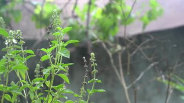 Parktaki ağaç harika görünüyor.