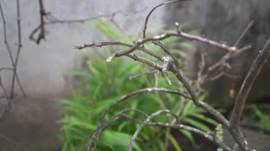 Parktaki ağaç harika görünüyor.