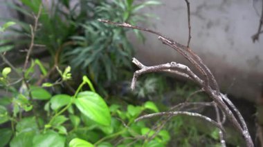 Parktaki ağaç harika görünüyor.