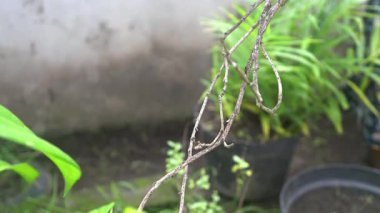 Parktaki ağaç harika görünüyor.