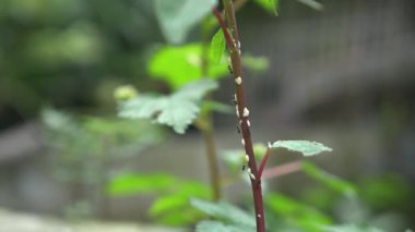 Bambudaki siyah gözlü böceğin güzelliğine bak.