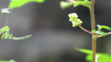 Parkta yaprak çok güzel görünüyor.