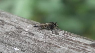 Bambudaki siyah gözlü böceğin güzelliğine bak.