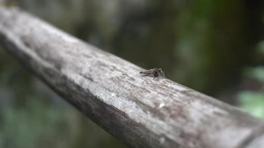 Bambudaki siyah gözlü böceğin güzelliğine bak.