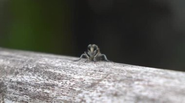 Bambudaki siyah gözlü böceğin güzelliğine bak.