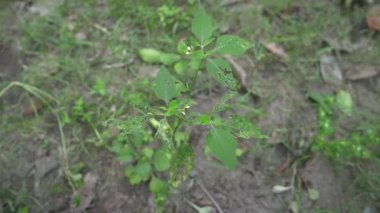 Parkta yaprak çok güzel görünüyor.