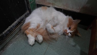 Yerde gri renkli kedi çok güzel görünüyor.