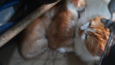 Kahverengi ve beyaz renkli kedi çok güzel görünüyor.