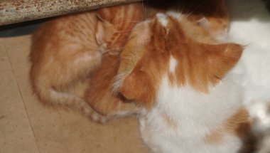 Kahverengi ve beyaz renkli kedi çok güzel görünüyor.