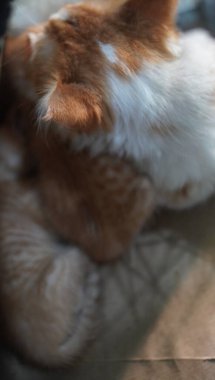 Kahverengi ve beyaz renkli kedi çok güzel görünüyor.