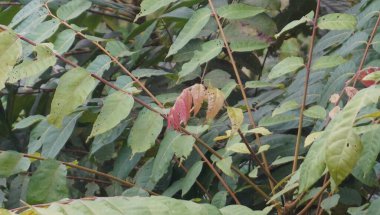 Dağdaki yaprağın güzelliği