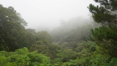 Dağdaki ağaçların yeşil rengine bak.