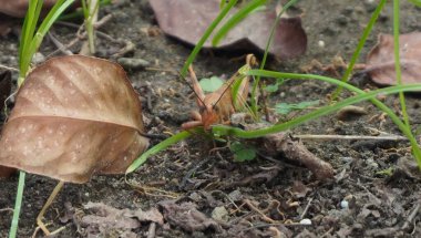 Parkta kahverengi renkte çekirgenin güzelliğine bak.