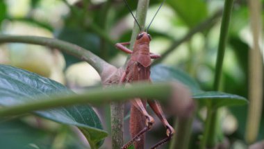 Parkta kahverengi renkte çekirgenin güzelliğine bak.