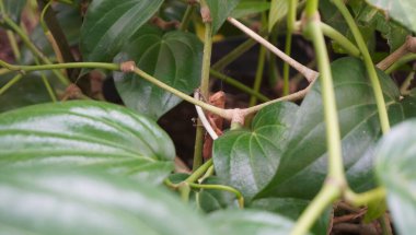 Parkta kahverengi renkte çekirgenin güzelliğine bak.