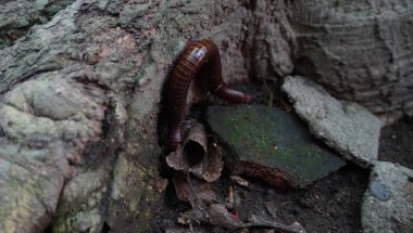 Yerde kahverengi renkli kırkayak harika görünüyor.