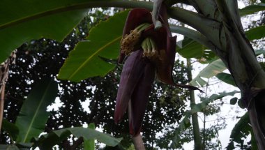 Parkta muz çiçekleri harika görünüyor.