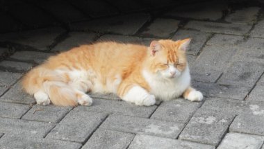 Yerde kahverengi renkli kedi çok güzel görünüyor.