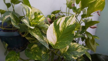 Parktaki yaprak harika görünüyor.