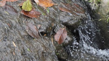 Köydeki küçük nehirden taze görünüyor.